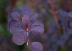 First EF-M 28mm Macro-4