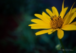 First EF-M 28mm Macro-5