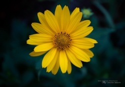 First EF-M 28mm Macro-6