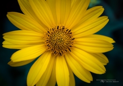 First EF-M 28mm Macro-7