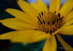 First EF-M 28mm Macro-8