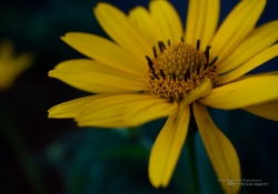 First EF-M 28mm Macro-9