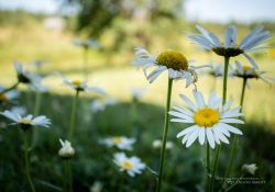 In the Country-7