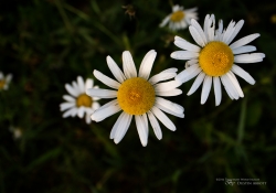 Tremblant Samples-15