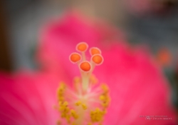 Tremblant Samples-24