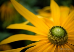 Tremblant Samples-26