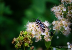 Waspish