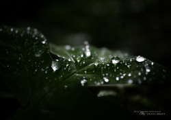 Tremblant Samples-38