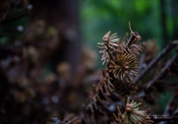 Tremblant Samples-39