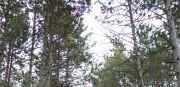 CA-2