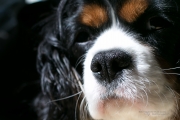 Puppy Sharpness-2