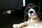 Puppy Sharpness