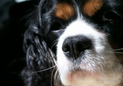 Puppy Sharpness-2