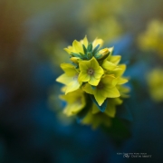 Delightful Delphiniums