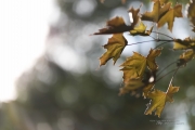 5DsR Images Round 1-7