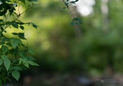 5DsR Images Round 1-10