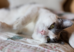 5DsR Images Round 1-4