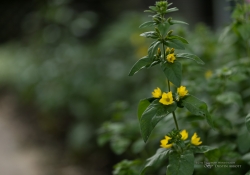 5DsR Images Round 1-5