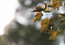 5DsR Images Round 1-7