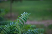 Laowa Scenics-4