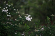 Laowa Scenics-5