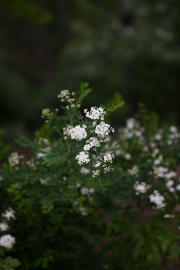 Laowa Scenics-6