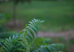 Laowa Scenics-4