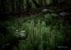 Tremblant Samples-61