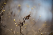 Full Frame Samples-2