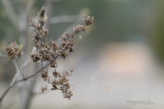 General Shots-5