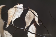 In the Woods-12