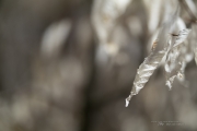 In the Woods-13