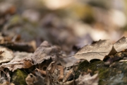 In the Woods-16