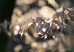 Fresh Samples-6