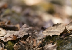 In the Woods-16