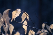 Light Catchers