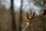 In the Woods-14