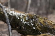 In the Woods-15