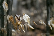 In the Woods-16