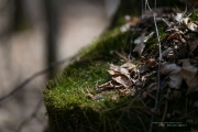 In the Woods-5