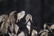 In the Woods-6