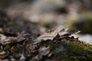 In the Woods-7