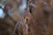 In the Woods-9