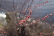 Landscapes-4