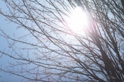Veiling