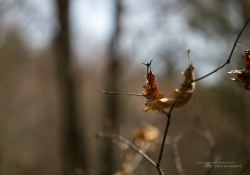In the Woods-14
