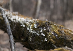 In the Woods-15