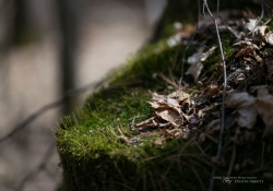 In the Woods-5