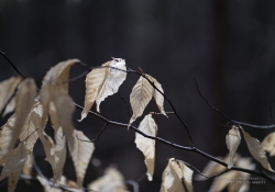 In the Woods-6