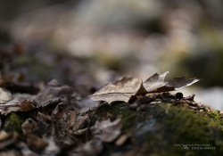 In the Woods-7